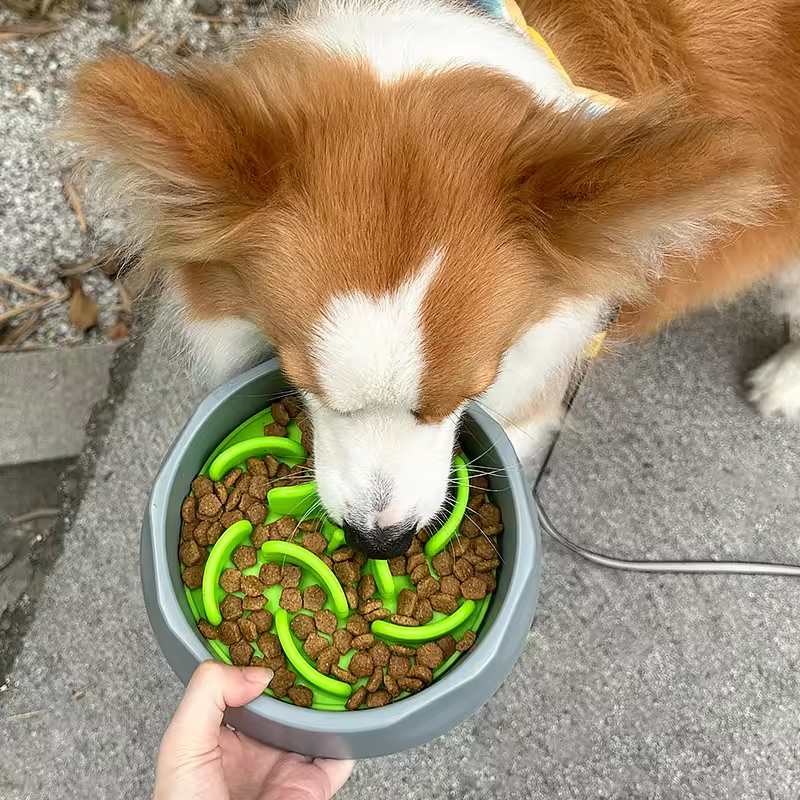 Are Slow Feeders Beneficial for Your Dog's Health Why Silicone Feeders Are the Optimal Choice2